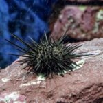 sea urchin spine