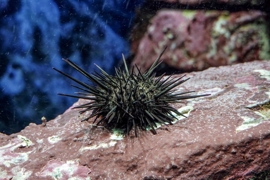 sea urchin spine