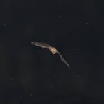 bat echolocation