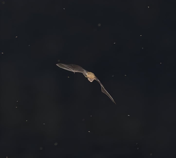 bat echolocation