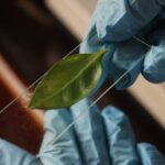 NASA research plant study