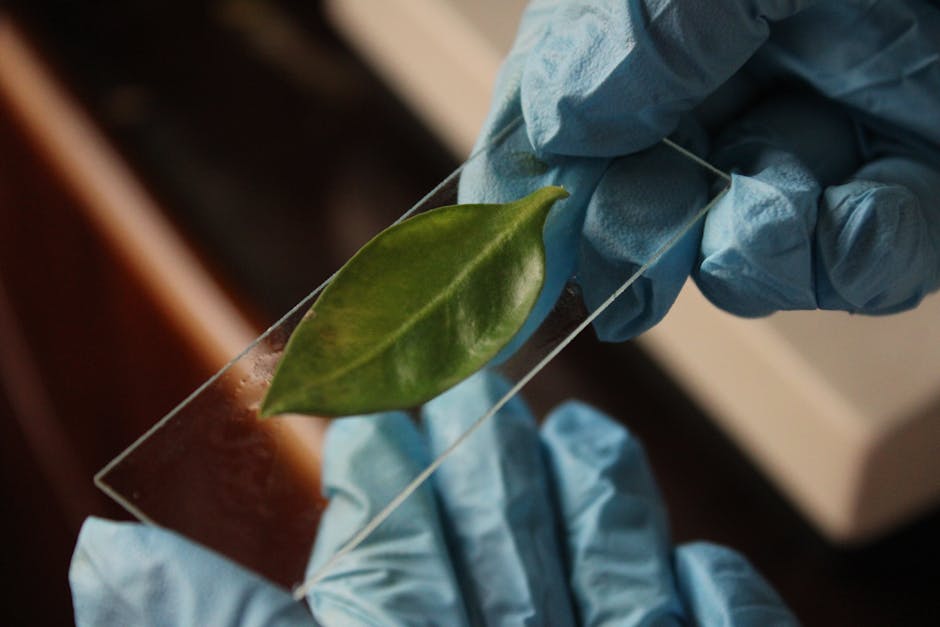 NASA research plant study