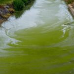 desert greening cyanobacteria