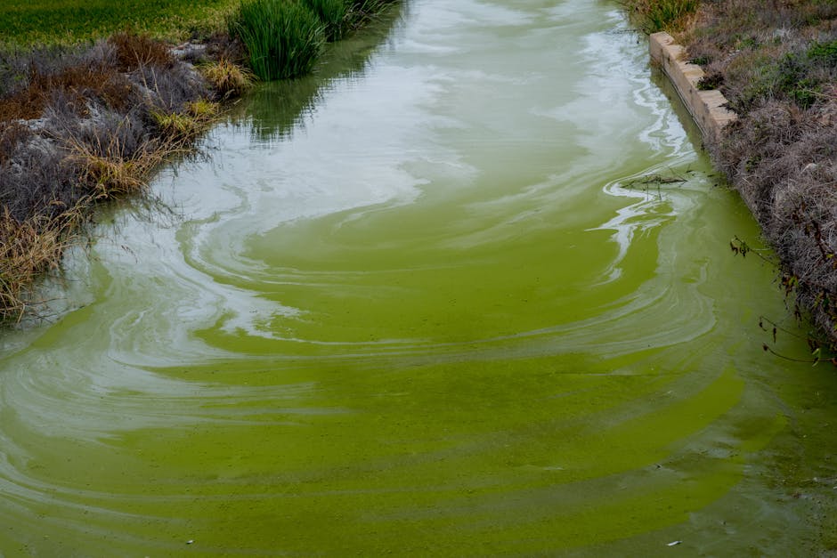 desert greening cyanobacteria