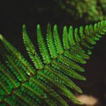 chloroplast