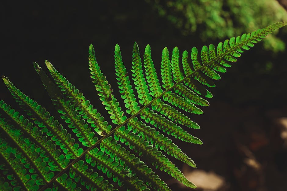 chloroplast