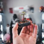 Bonsai Image 4B