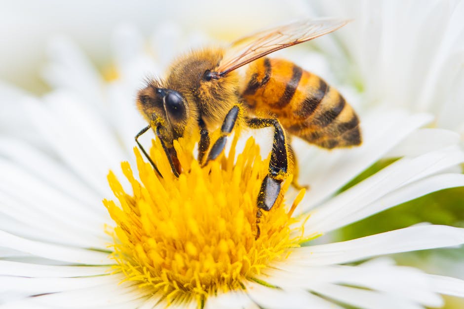 pollinator decline monitoring