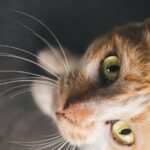 cat eye tracking AF