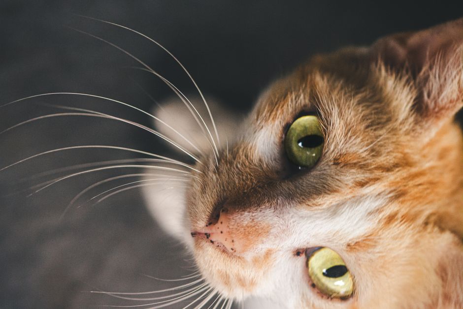 cat eye tracking AF