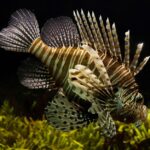 zebrafish sleep stages