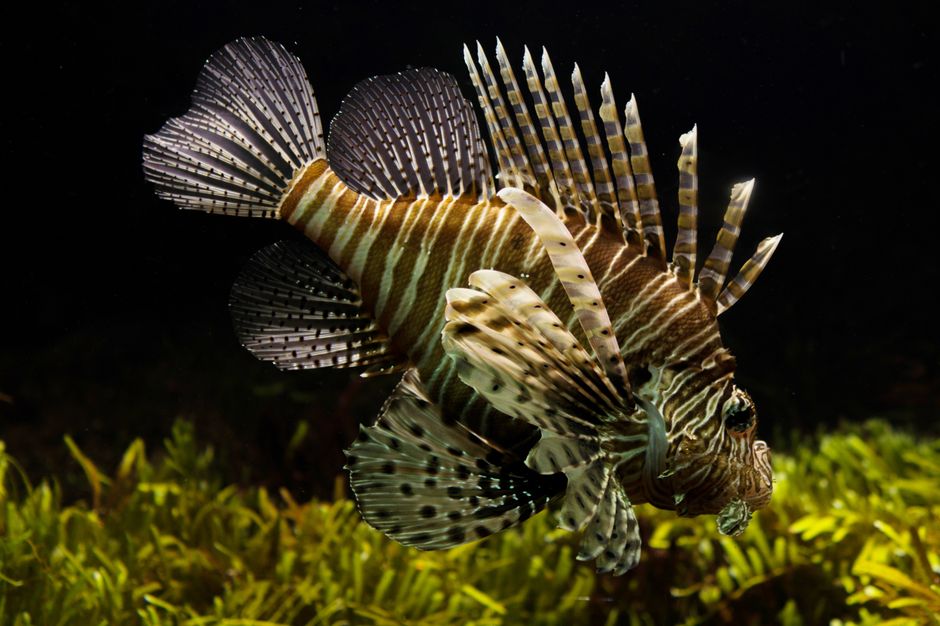 zebrafish sleep stages