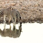 zebra striping drinking pattern