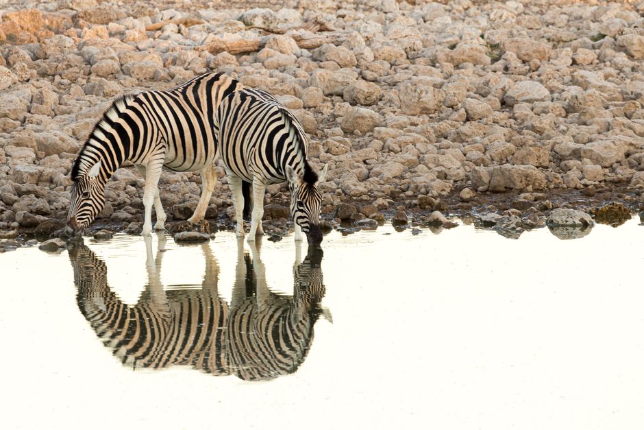 zebra striping drinking pattern