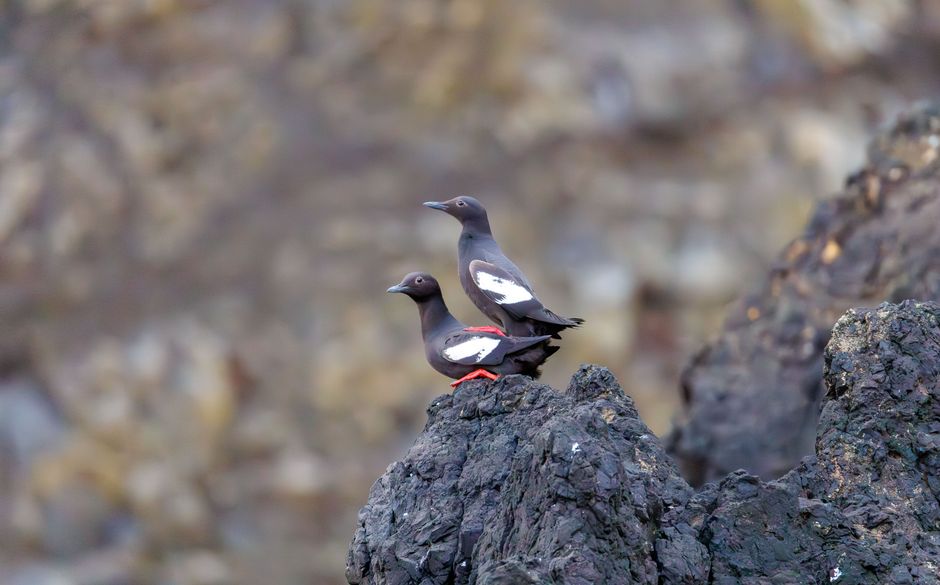 Claude Guillemot Ubisoft