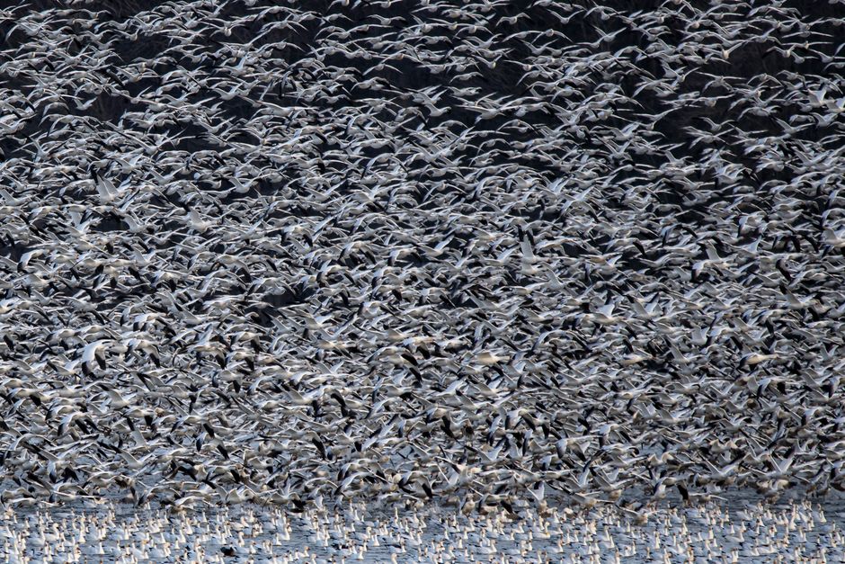 flocking birds pattern