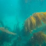 deep sea kelp forest