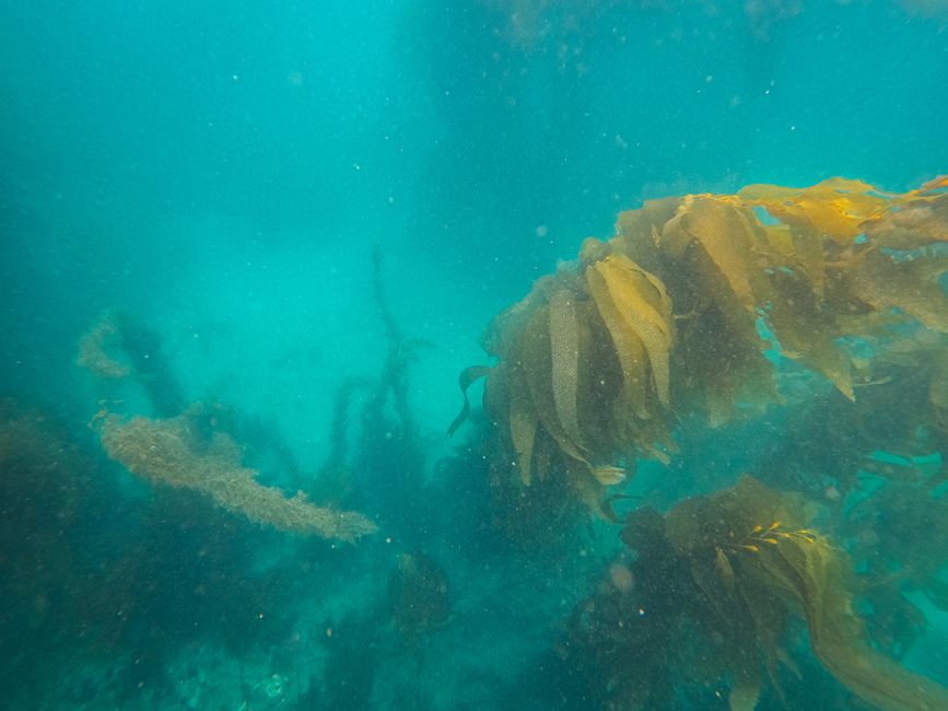 deep sea kelp forest