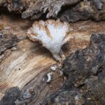 living mycelium fabric