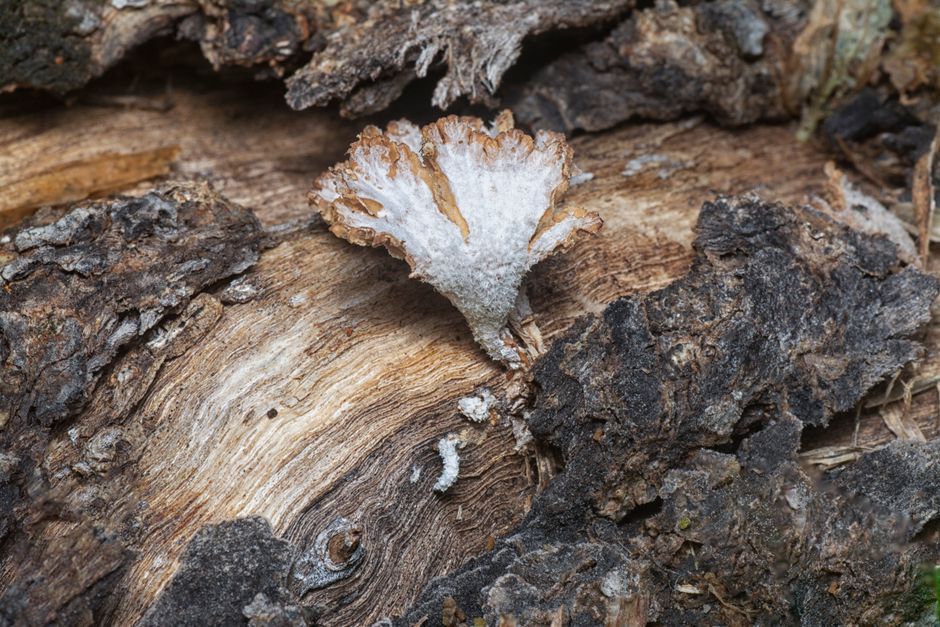 living mycelium fabric