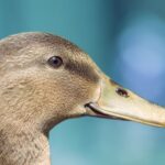 DuckDB logo