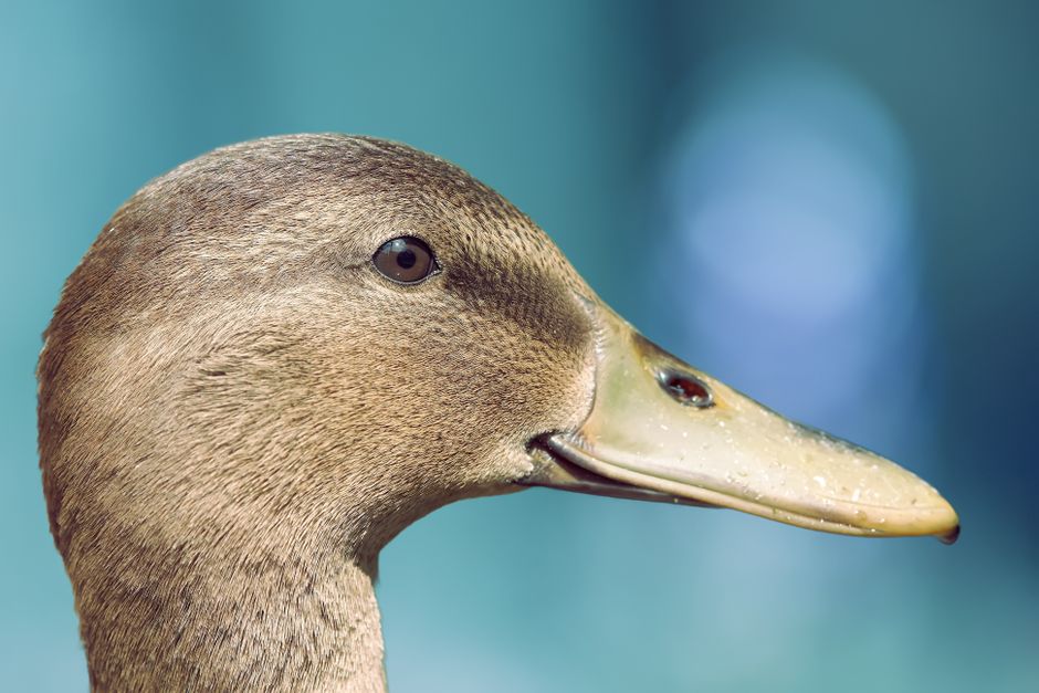 DuckDB logo