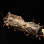 stick insect reproduction