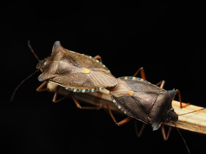 stick insect reproduction