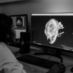 dodo skull analysis