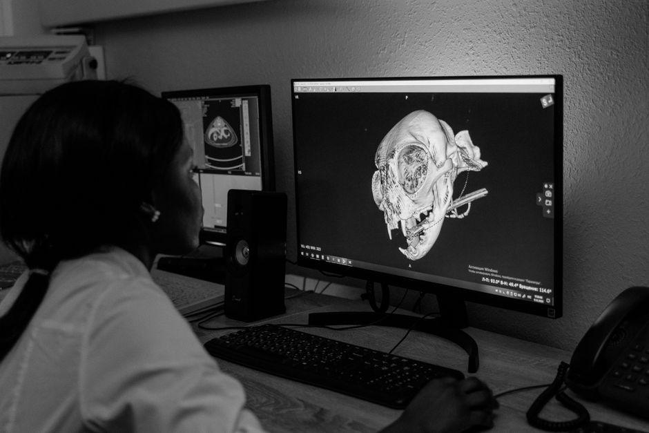 dodo skull analysis