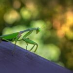 Mantis framework