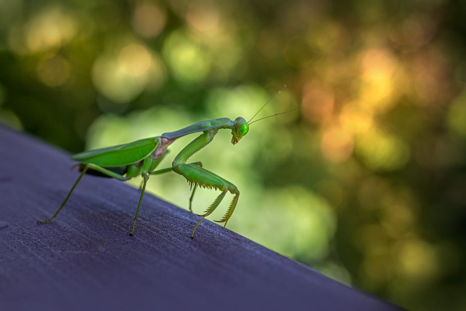 Mantis framework