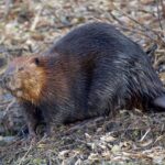 artificial beaver dam technology