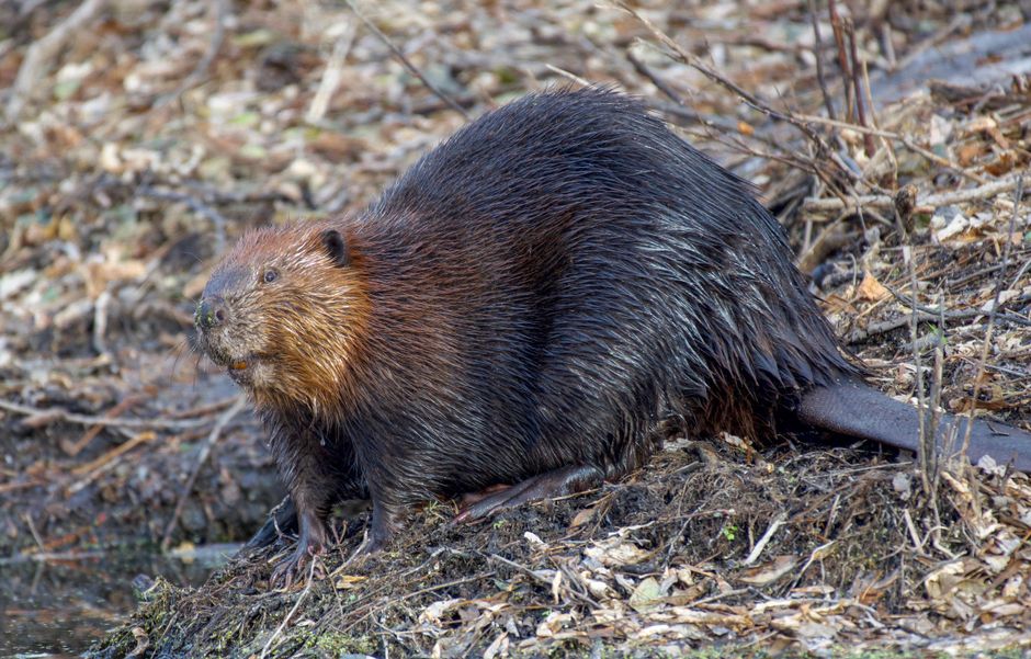 artificial beaver dam technology