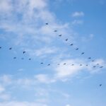 open source migration