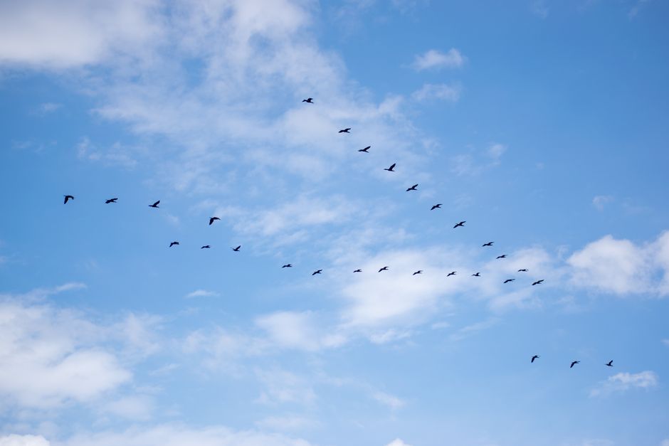 open source migration