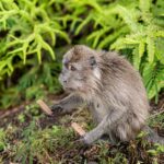 wild monkeys tool use