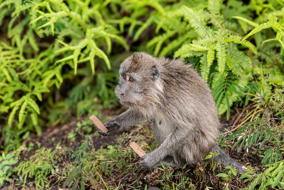 wild monkeys tool use