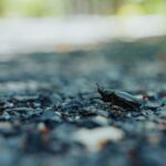 Windows Explorer bug