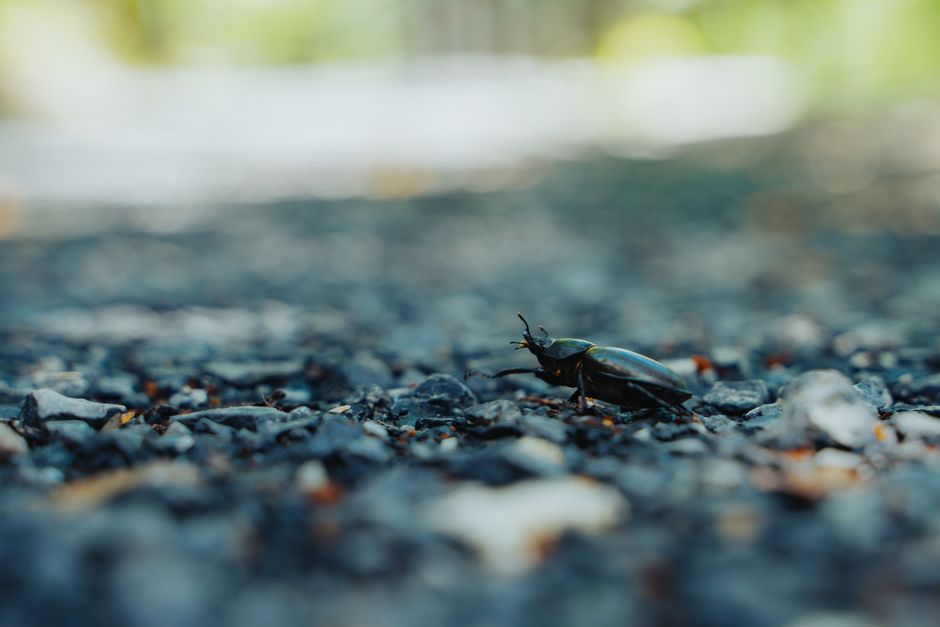 Windows Explorer bug