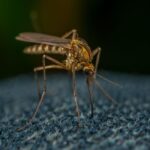 laser mosquito eliminator