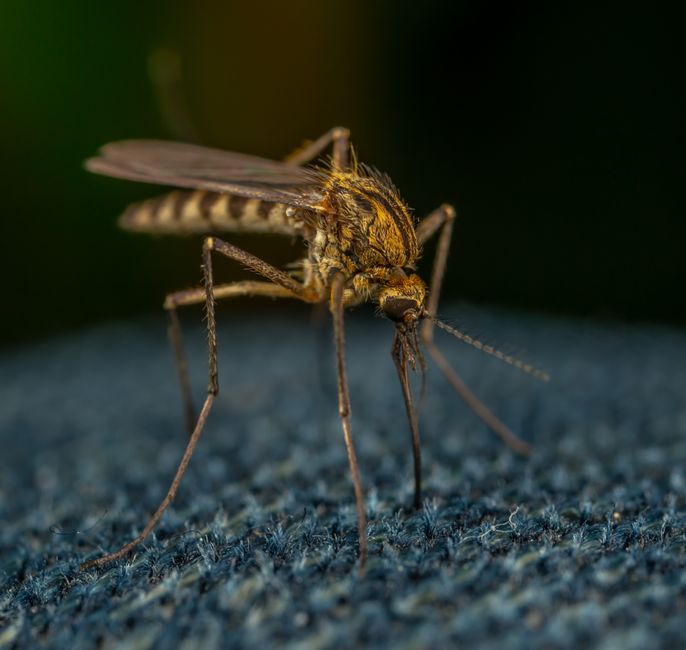 laser mosquito eliminator