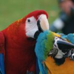 stochastic parrot