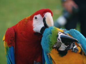 stochastic parrot