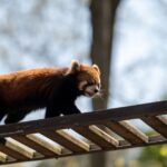 Firefox Enterprise platform