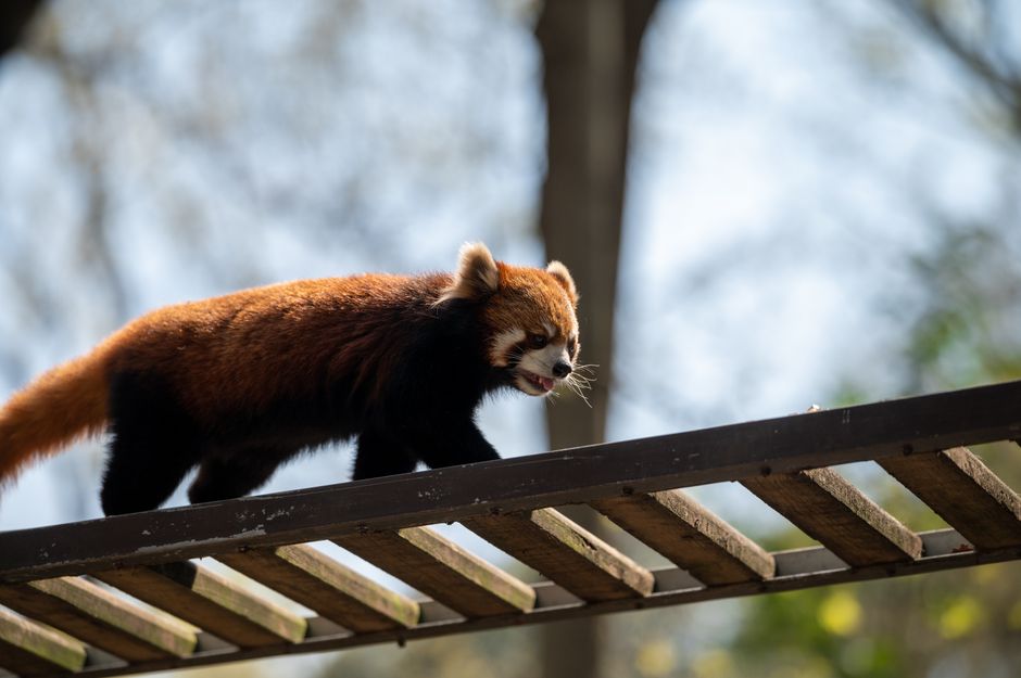 Firefox Enterprise platform